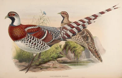 Calophasis ellioti = Syrmaticus ellioti